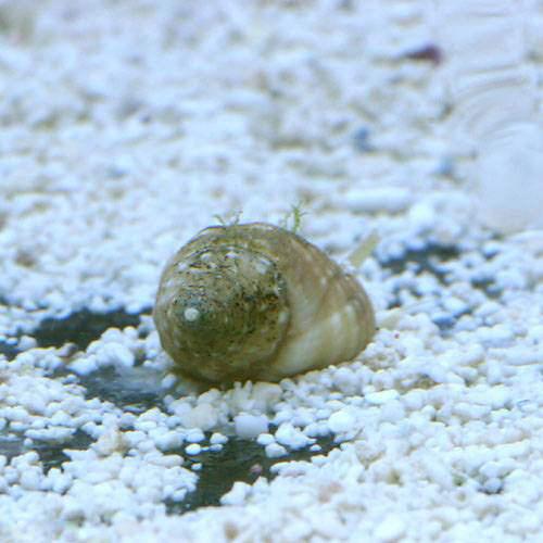 （海水魚）貝　アツムシロガイ　底砂とその他の掃除（3匹）