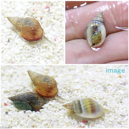 �ʳ�����˳������˥Υƥॷ��������2ɤ�ˡ��̳�ƻ���彣�Ҷ������ݲ�