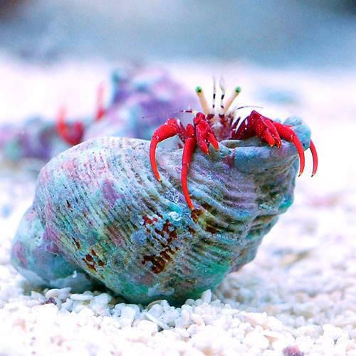 �ʳ�����˥�ɥ��ꡡ��������åȥ꡼�եϡ��ߥåȥ���֡�5ɤ�ˡ��̳�ƻ���彣�Ҷ������ݲ�