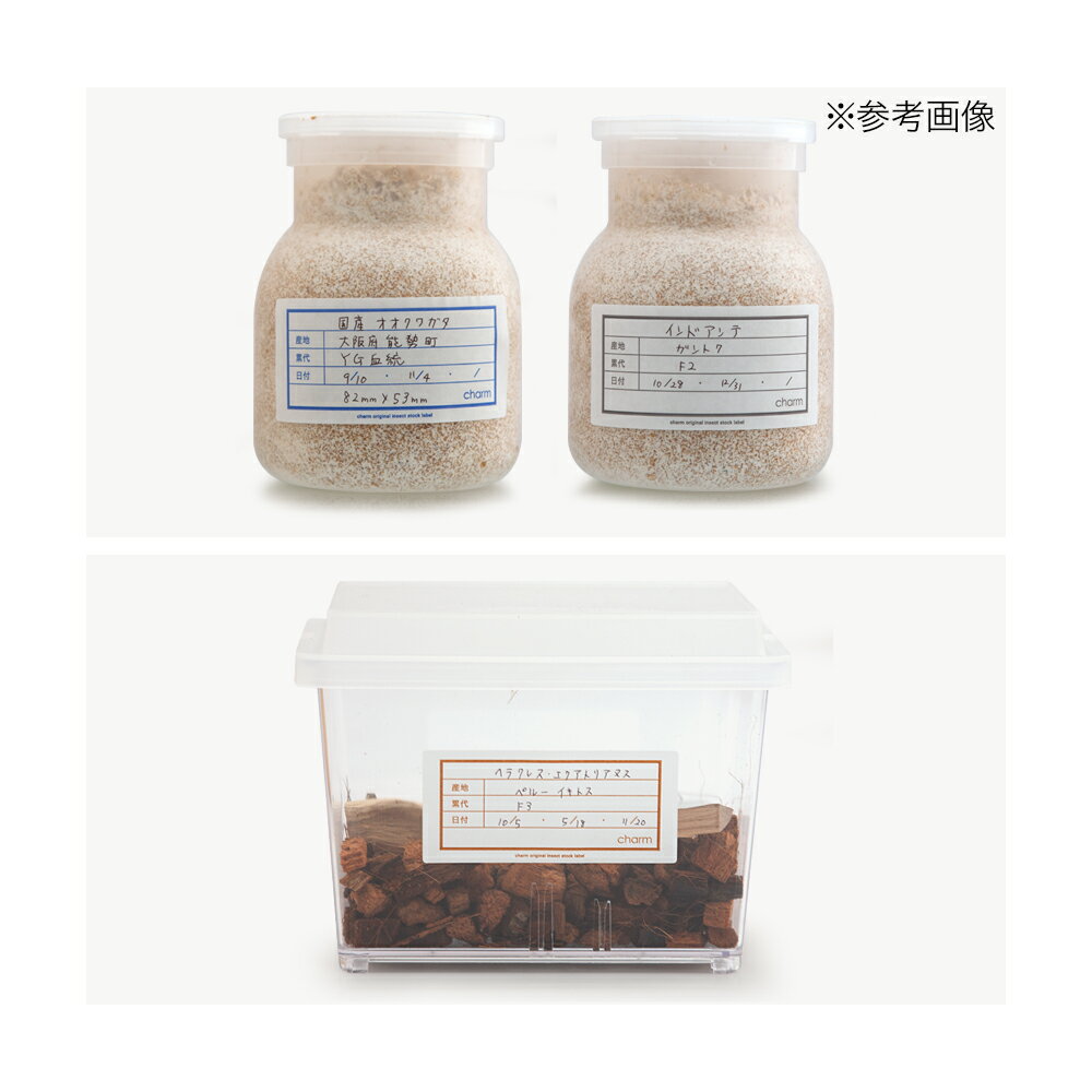 6�ޥ��åȡ����㡼�४�ꥸ�ʥ뺫���٥롡93��42mm���������֥롼��25���5�̡�5�祷���ȡˡ�6���������������������