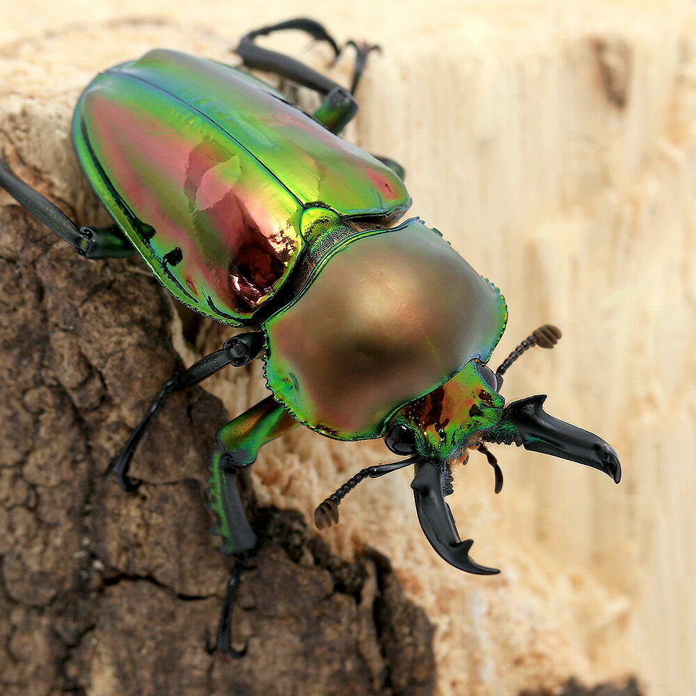 （昆虫）（オス単品）ニジイロクワガタ　クィーンズランド産　成虫　40〜44mm（1匹）　北海道・九州航..