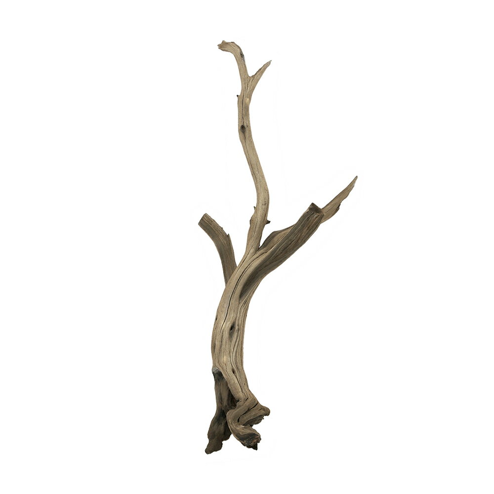 楽天市場】水槽台 60cm(流木|流木・砂利・レイアウト用品 楽天市場】水槽台 60cm(流木|流木・砂利・レイアウト用品