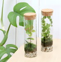 （観葉植物）動画で作る 体験キット06　かんたん　苔テラリウム　ミニプランツ植え（1個）【HLS_DU】