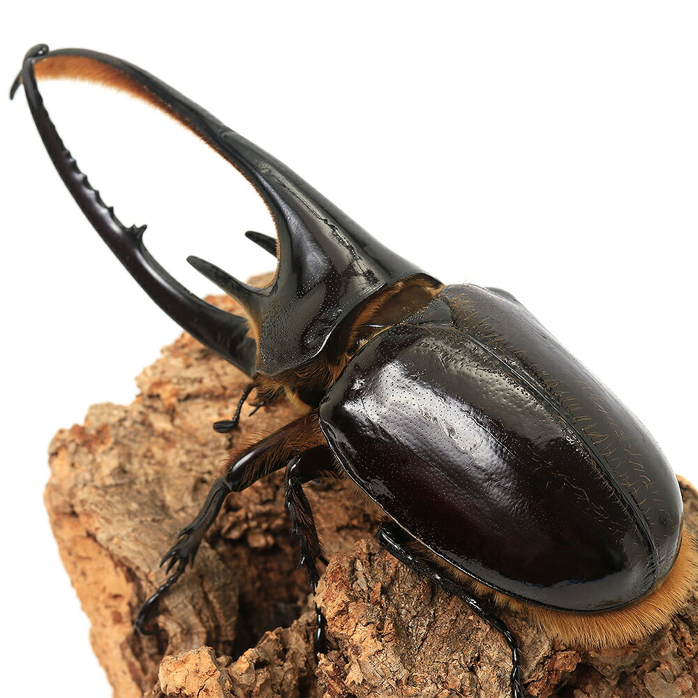 �ʺ���˥ͥץ��塼�󥪥����֥ȥॷ��������ӥ������󥿥�ǡ��뻺��134mm��1�ڥ��ˡ��̳�ƻ���彣�Ҷ������ݲ�