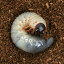（昆虫）ゴロファ・ポルテリ　ベネズエラ産　幼虫（初～2令）（1匹）　北海道・九州航空便要保温