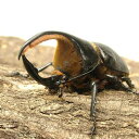 （昆虫）サタンオオカブトムシ　ボリビア産　成虫　90mm（1ペア）　沖縄別途送料