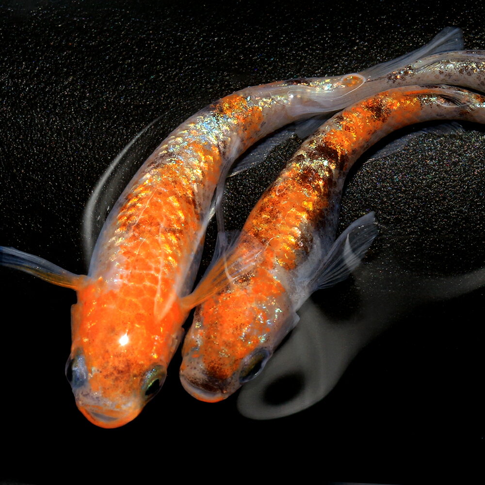 （めだか）月華メダカ　上州めだか直系（10匹）