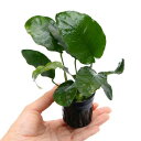 (水草)アヌビアス バルテリー 細葉タイプ 東南便(3ポット分)