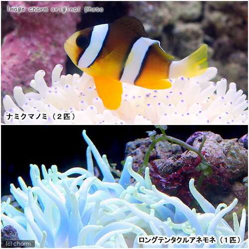 （海水魚）ナミクマノミ（2匹）＋ロングテンタクルアネモネセット　北海道・九州航空便要保温