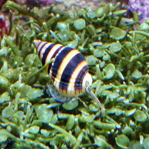 （海水魚）貝　ミスジヨウバイ（6匹）