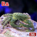 （海水魚）カニ　（B品）エメラルドグリーンクラブ（3匹）