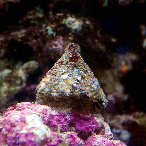 （海水魚）貝　ニシキウズガイ　Sサイズ（3匹）