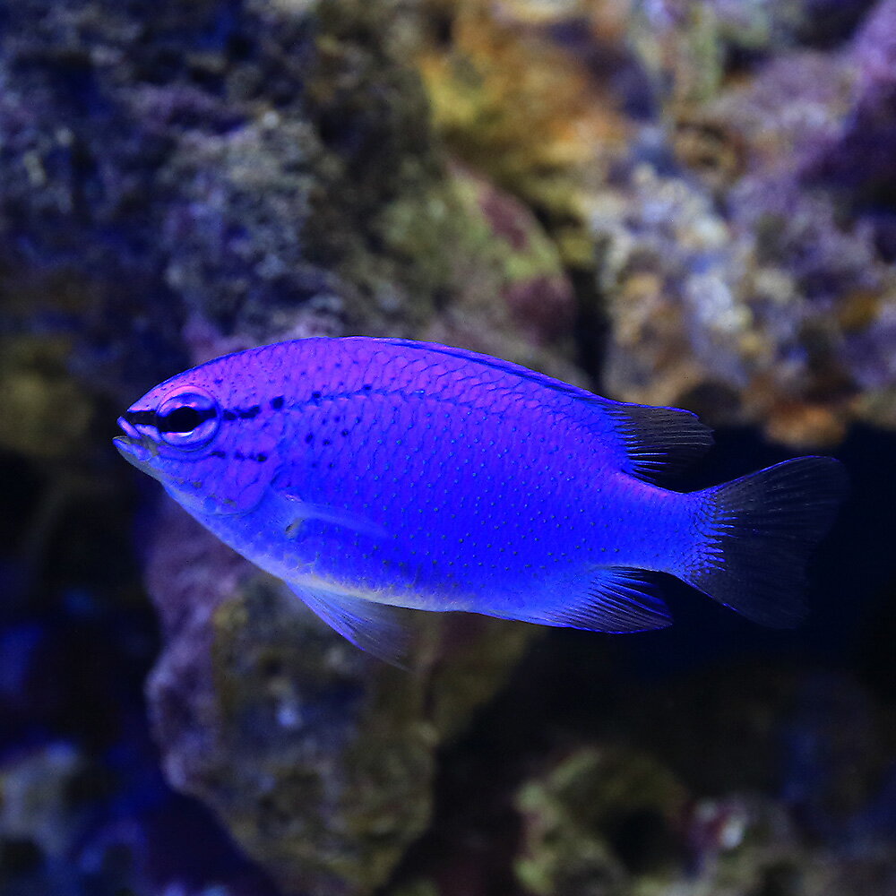 （海水魚）沖縄産　コバルトスズメダイ（5匹）