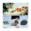 （海水魚）カクレクマノミ（2匹）とお掃除屋さんセット・A　1セット　北海道・九州航空便要保温