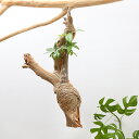 (観葉植物)動画で作る 体験キット16 パキラの流木ハンギング