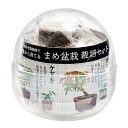 聖新陶芸　育てるカプセル　GREEN　CAPSULE　栽培セット　おまかせミニ盆栽【HLS_DU】　関東当日便