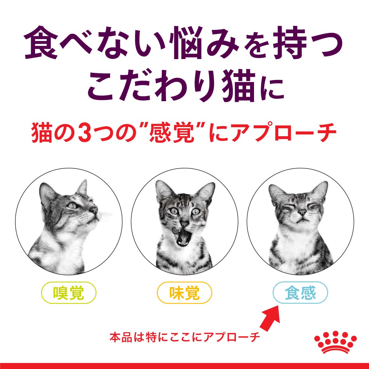 ロイヤルカナン 猫 センサリーフィール食感にこ...の紹介画像3