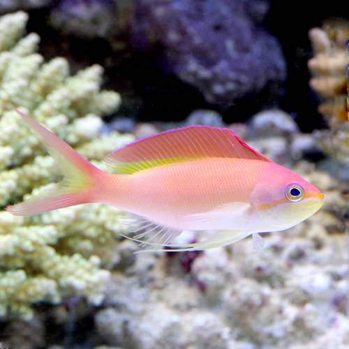 （海水魚）インディアンフレームアンティアス　オス（3匹）　北海道・九州航空便要保温