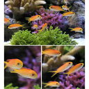 (海水魚)沖縄産 アカネハナゴイ Sサイズ(3匹) 北海道航空便要保温