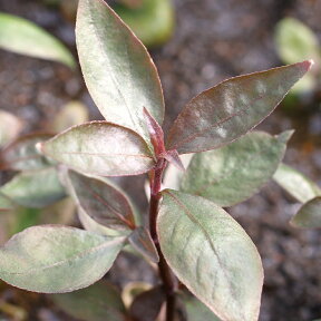 （水草）アルテルナンテラ　レインキー　リラキナ（水上葉）（無農薬）（10本）