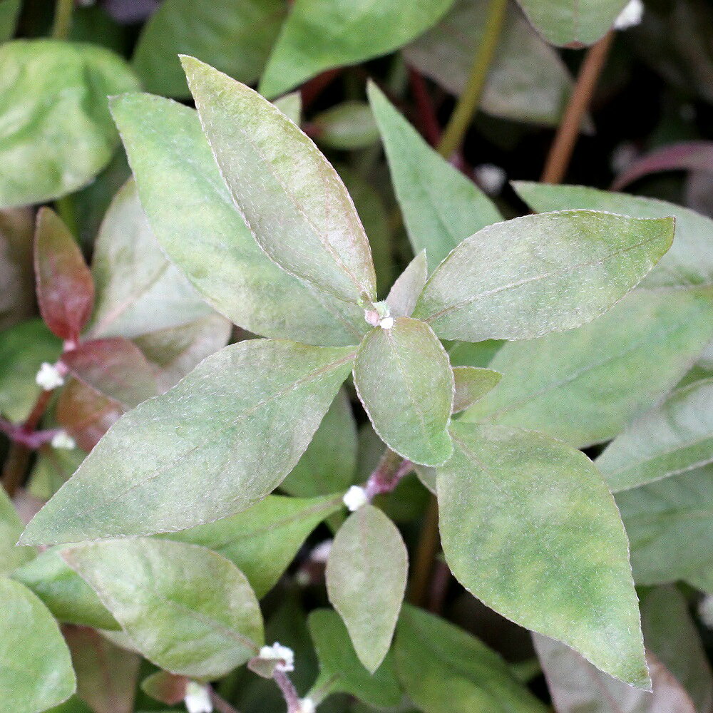 （水草）アルテルナンテラ　レインキー　リラキナ（水上葉）（無農薬）（10本）