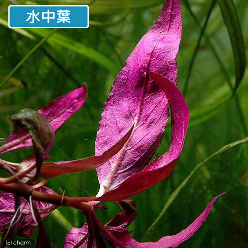 （水草）アルテルナンテラ　レインキー　リラキナ（水上葉）（無農薬）（10本）