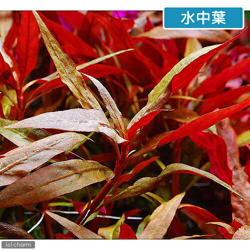 （水草）アルテルナンテラ　レインキー　ロザエフォリア（水上葉）（無農薬）（10本）