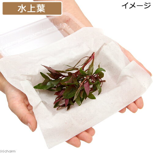 �ʿ���˥���ƥ�ʥ�ƥ顡�쥤�󥭡����������ե��ꥢ�ʿ���աˡ�̵�����ˡ�10�ܡ�