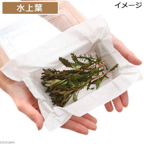 �ʿ���˥ץ�����ԥʥ����ѥ륹�ȥꥹ�����塼�Сʿ���աˡ�̵�����ˡ�6�ܡ�