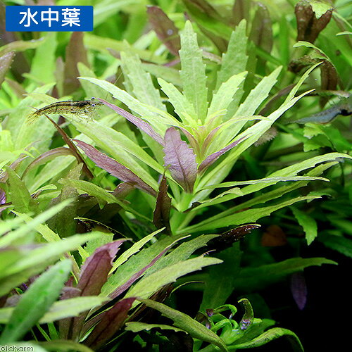 charm 楽天市場店の（水草）ニューオランダプラント（水上葉）鉢植え（無農薬）（3鉢）｜アングル2