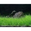 (水草)ヘアーグラス(水上葉)(無農薬)(4束分)