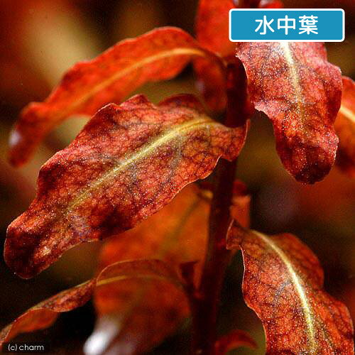 （水草）ルドウィジア　セネガレンシス（水上葉）（無農薬）（6本）