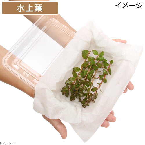 （水草）ルドウィジア　セネガレンシス（水上葉）（無農薬）（6本）