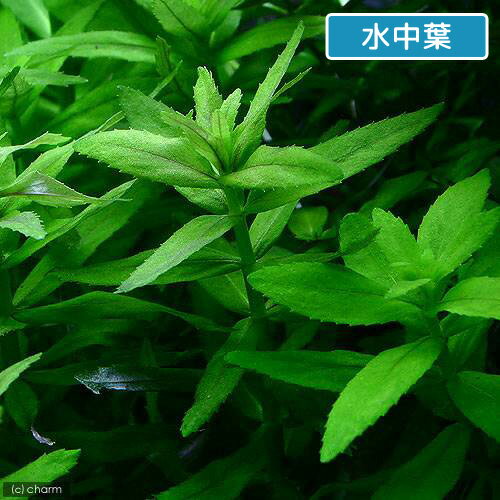 （水草）リムノフィラsp．スリランカ　タイプA（水上葉）（無農薬）（6本）