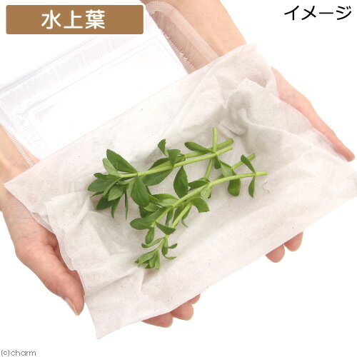 �ʿ���˥��Υե���sp�������󥫡�������A�ʿ���աˡ�̵�����ˡ�6�ܡ�