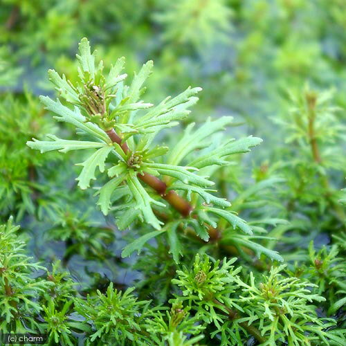 �ʿ���˥���ѥ�������åɥ���֥ꥢ�ʿ���աˡ�̵�����ˡ�10�ܡ�