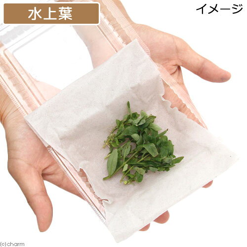 （水草）ストロギネ　レペンス（水上葉）（無農薬）（8本）