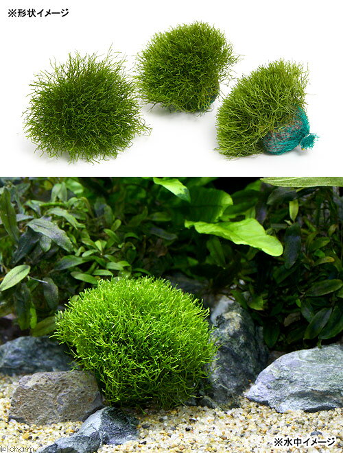 charm 楽天市場店の（水草）★育成済★　リシア　ボール（水中葉）（無農薬）（3個）｜アングル2