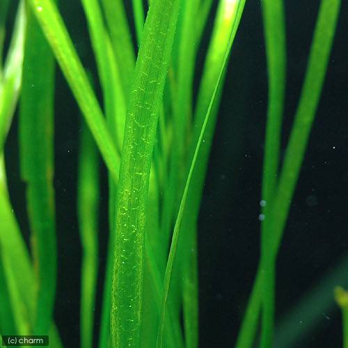 �ʿ�����о������������祦���̵�����ˡ�6����