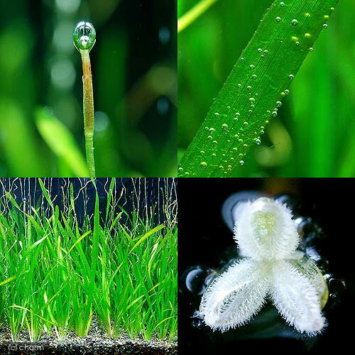 �ʿ���˥Хꥹ�ͥꥢ�����ԥ�ꥹ��̵�����ˡ�10����