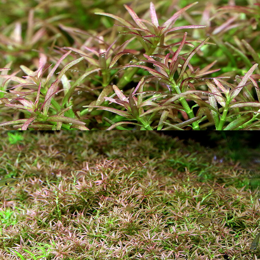 �ʿ���˥��������ɥ�ե������åɡʿ����աˡ�̵�����ˡ�6�ܡ�