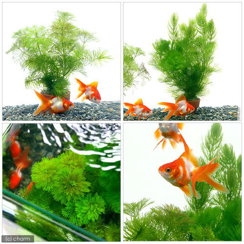 （水草）おまかせメダカ・金魚藻　2種　ミニ寄植え鉢（水中葉）（1ポット分）　＋元気水　金魚用　500ml　本州四国限定
