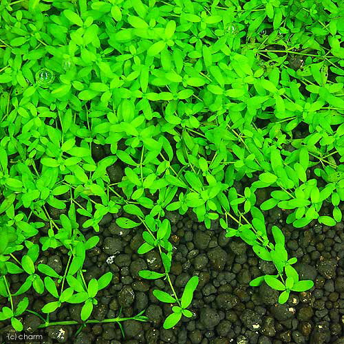 �ʿ�������ƻ��ߥ��ϥ��١ʿ����աˡ�̵�����ˡ�10�ܡ�