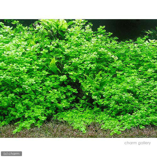 （水草）バコパ　オーストラリス（水中葉）（無農薬）（10本）