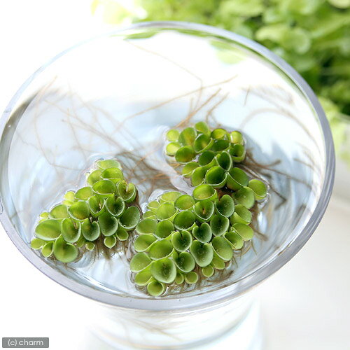 ������˥���ӥ˥��������顼����̵�����ˡ�10����