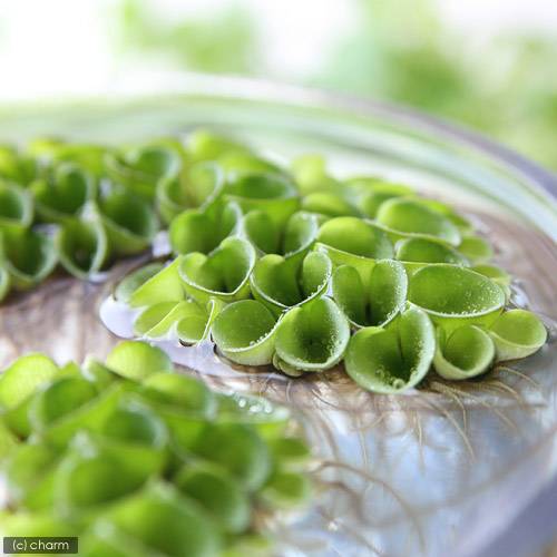 ふわふわした姿が魅力です。水辺植物　サルビニア　ククラータ（無農薬）（15株）販売名サルビニア　ククラータ販売単位1パック学名（※）Salvinia　cucullataSalvinia［人名に因んでいます］cucullata［（葉が）フードのような形をした］（※）…改良品種や学名が不明の種は流通名での記載の場合があります。分類サンショウモ科（Salviniaceae）サンショウモ属（Salvinia）分布インド、東南アジア、西オーストラリアどんな種類？育成難易度　→　★★★☆☆Salvinia　cucullataサンショウモ科（Salviniaceae）の植物。学名Salvinia　cucullata。Salviniaは人名に因んでいます。cucullataは［（葉が）フードのような形をした］という意味。浮草で、葉の表面には毛があります。育成は強光、水流の流れは殆ど無いような環境で、高温（25度程度）の外気温が欲しいところです。調子が良ければ良いほどフードの形が強まり、より一層立体感が増します。育成要件＆データ光量　　　　　→　60cm20W3灯以上（2400〜3000lm）CO2　　　　 →　1滴／3秒（60cm標準水槽相当）pH　　　　　　→　5〜10GH　　　　 　 →　0〜6kH　　　　　　→　0〜6温度　　　　　→　20〜28度底砂　　　　　→　ソイル、砂、大磯推奨水槽　　→　30cm以上植栽位置　　→　水面草姿　　　　　→　浮草最大草姿　　→　直径2cm生長速度　　→　速め増殖方法　　→　分裂※…育成環境は一例です。必ずしもこの環境下であれば育つことを確約するものではございません。注意※画像同程度の量で発送となります。※1株のサイズに差異が生じる場合があります。ガーデニングの用語一覧葉水（はみず）⇒霧吹きで葉に水を吹きかけること。空中湿度を保ったり、葉の温度を下げるなどの目的で行う。元肥（もとごえ）⇒植物を植える際、あらかじめ用土に加えておく肥料のこと。追肥（ついひ）⇒植物を育てている途中で補給する肥料のこと。もしくはその肥料を補給すること。お礼肥（おれいごえ）⇒花を咲かせたり果実を収穫した後の、植物を回復させる為に与える肥料のこと。主に速効性化成肥料を用いることが多い。寒肥（かんごえ）⇒冬に農作物や庭木に施す肥料のこと。主に遅効性肥料（有機質肥料）を用い、休眠期に土中で分解させておくことで、春にちょうど良い 具合に効き始め効果が持続する。根腐れ（ねぐされ）⇒水や肥料を与えすぎたり、水はけが悪いなどの原因で根が腐ること。根腐れを起こした植物は、悪臭を放つ場合がある。葉やけ（はやけ）⇒直射日光の当てすぎで、葉が変色したり、枯れたりすること。短日処理（たんじつしょり）⇒暗期が一定時間より長くなると開花が促進される植物（短日植物）に、光の当たる時間を調整すること。苞（ほう）⇒葉が変形したもので、つぼみを包んでいた葉のこと。花を保護する役割がある。 … 金魚藻　ビオトープ　plants20070717　floating　ガーデニング　水辺植物　浮き草　ukikusa0410　all_plants　ビオ浮き草　wp_kywrd　サルビニア　ククラータ　aoukix13　wortai33　neguis31　47house・（浮草）サルビニア　ククラータ（無農薬）（1株） 構成する商品内容は在庫状況により予告無く変更になる場合がございます。予めご了承下さい。