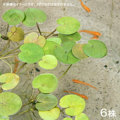 （浮草）ヨーロピアン　フロッグビット　葉数2〜3枚（6株分）