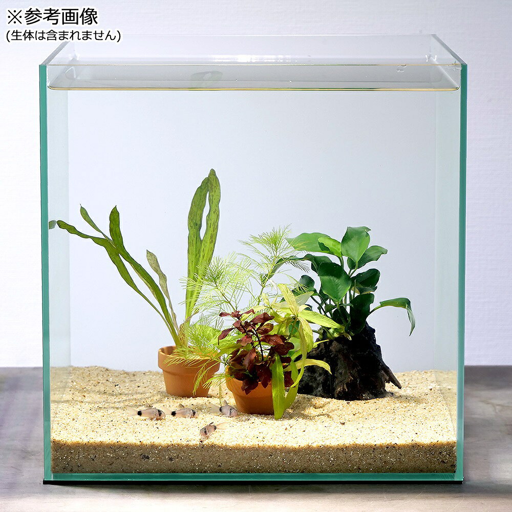 charm 楽天市場店の（水草）コリドラス憩いの広場セット（水上葉）（1パック）｜アングル2
