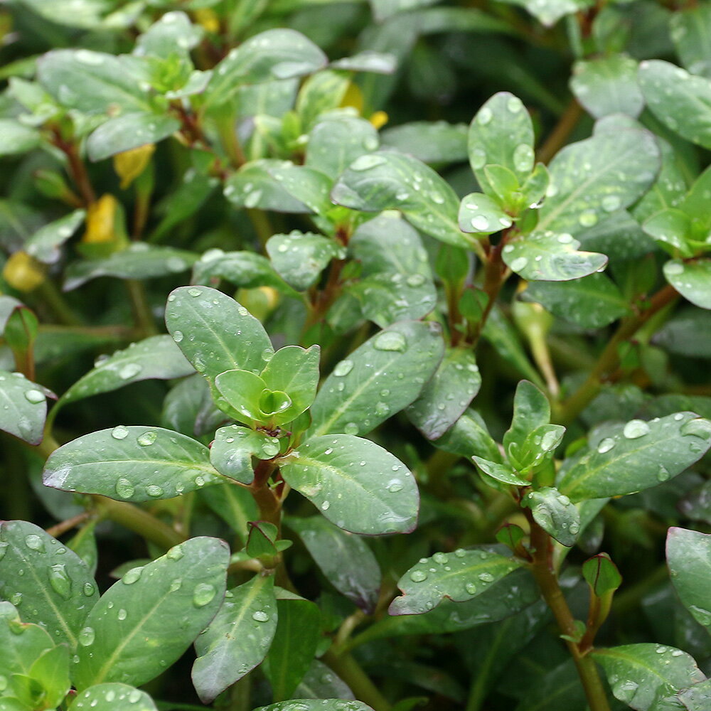 （水草）アルター　グリーン（水上葉）（無農薬）（10本）