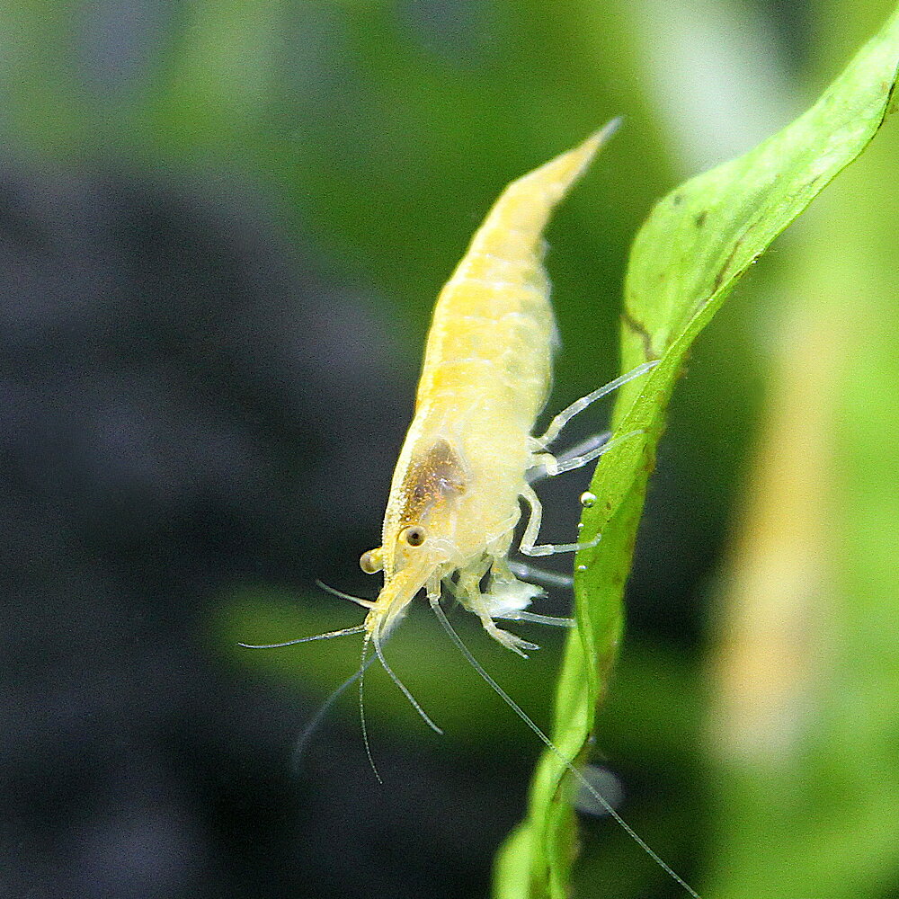 �ʥ��ӡ˥������������꡼������ס�12ɤ�ˡ��̳�ƻ���彣�Ҷ������ݲ�